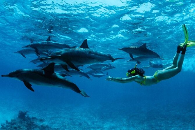 Dolphin Tour